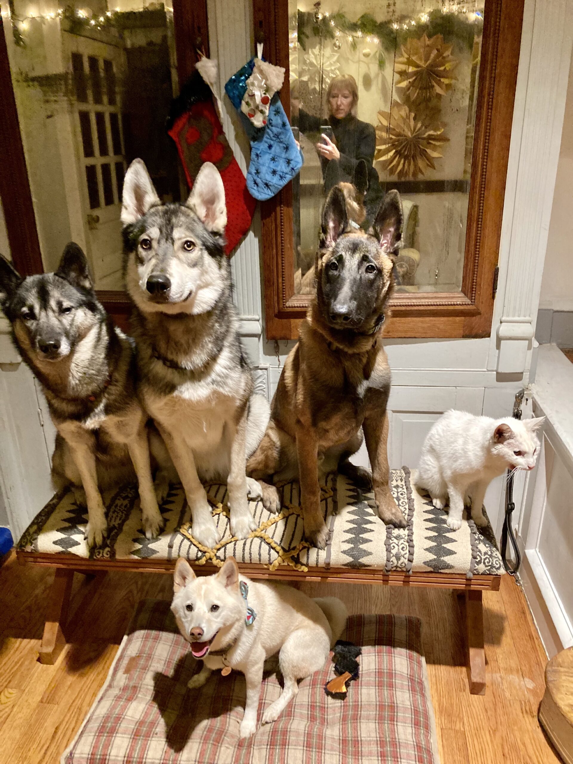 4 dogs and cat xmas