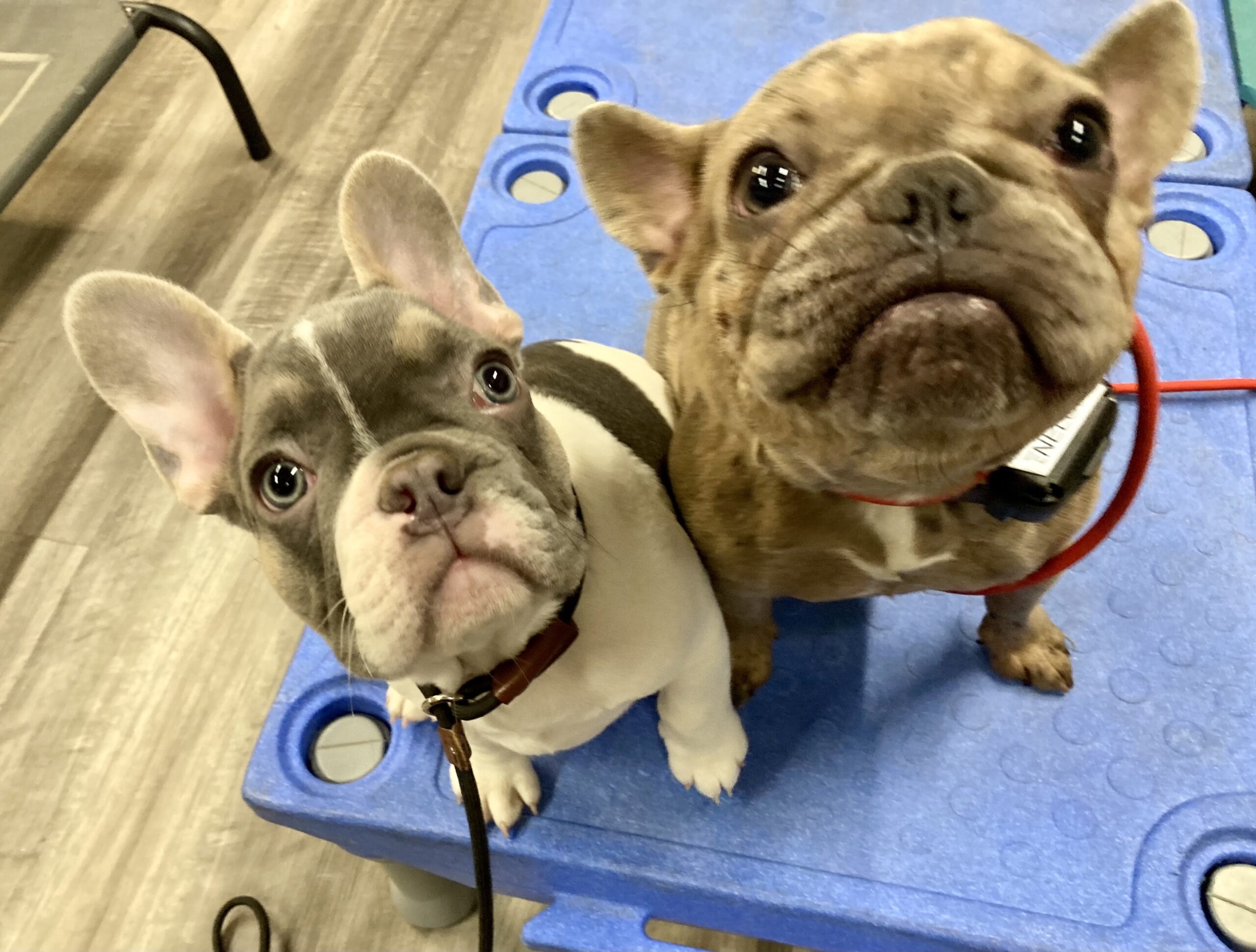 frenchies